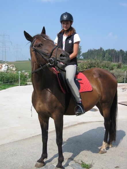 pferde/Reiten  - 