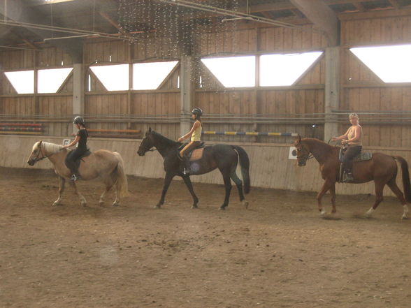 pferde/Reiten  - 