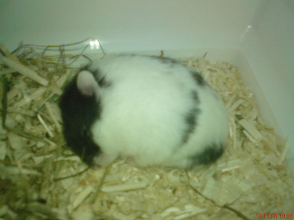 Hamster - 