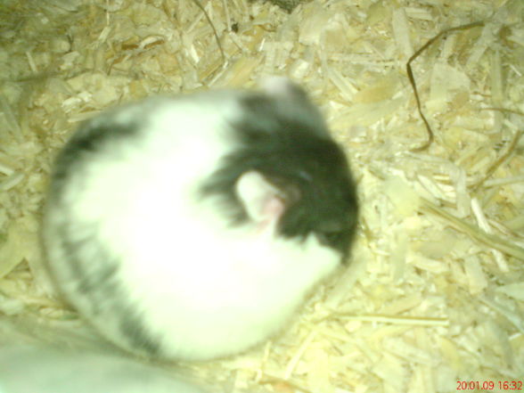 Hamster - 