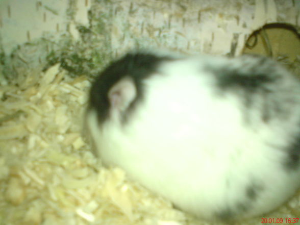 Hamster - 