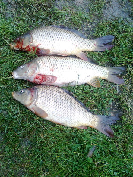 Fischen im waldviertel;) - 