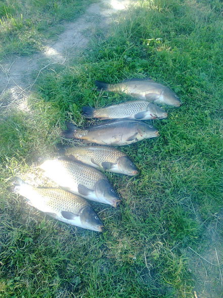 Fischen im waldviertel;) - 