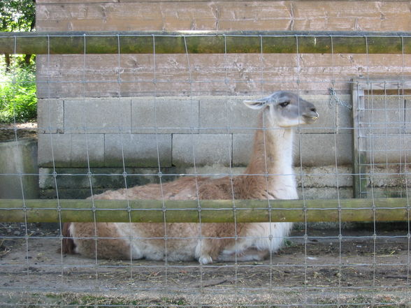 Tierpark Haag - 