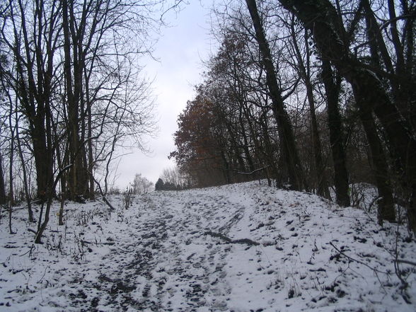 schneeflöckchen-weißröckchen - 