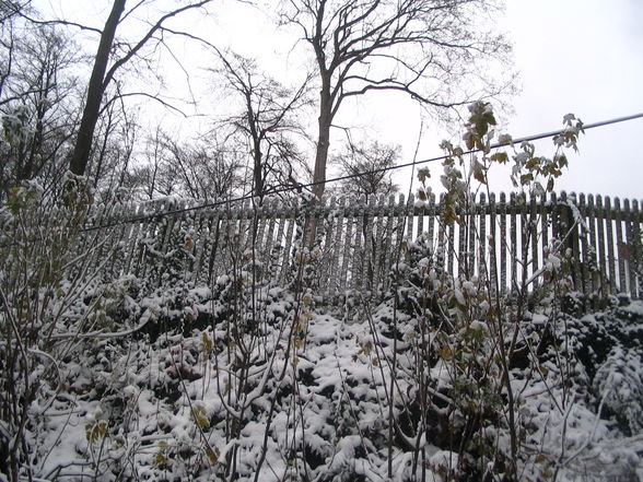 schneeflöckchen-weißröckchen - 