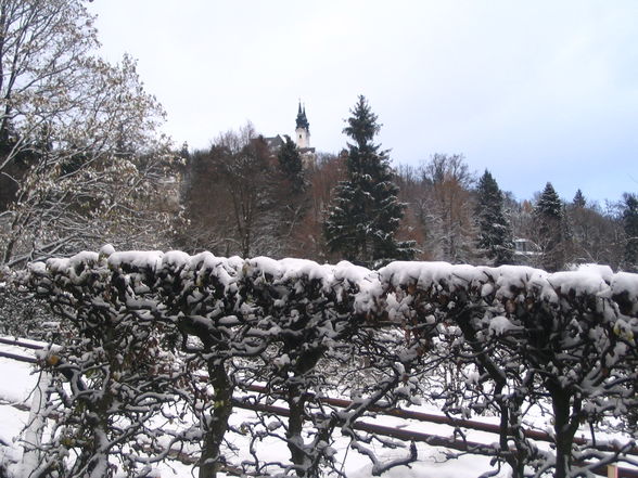 schneeflöckchen-weißröckchen - 