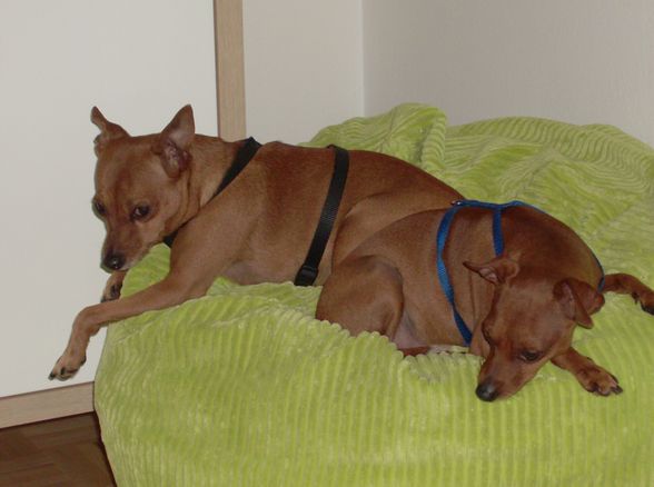 Unsere Dogo`s - 