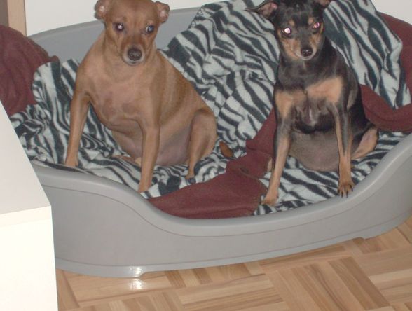 Unsere Dogo`s - 