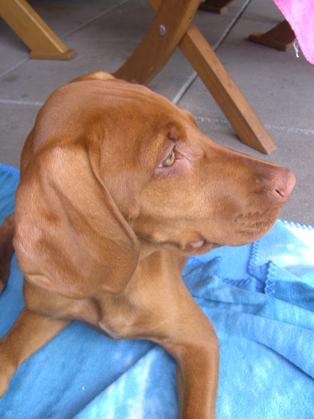 Cora ..unsa hund (alt) - 