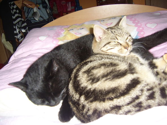 My CaTs (StUpSi & FrAnz´L - 