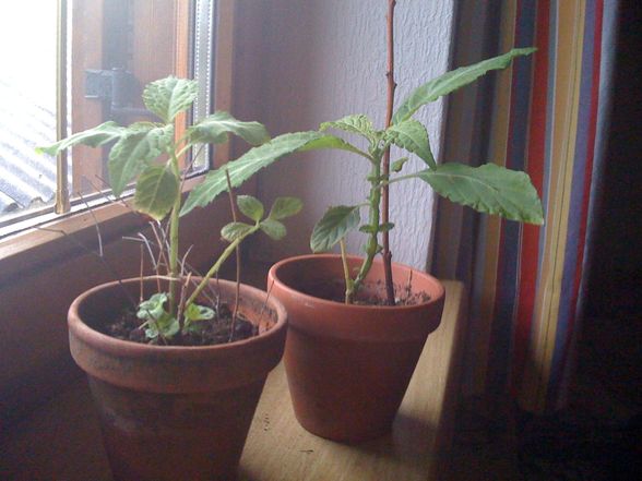 my plants - 