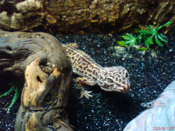 Geckos - 