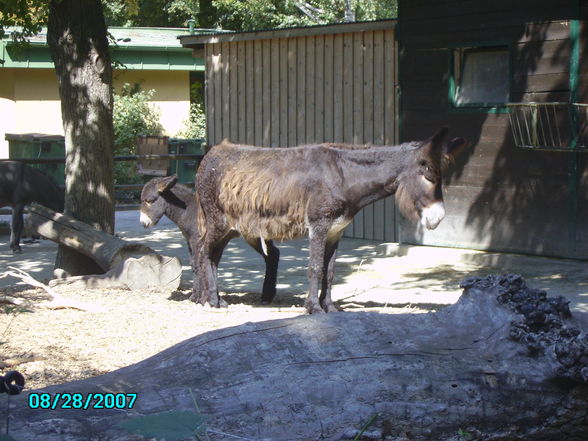 2008 Kultur Ferientage=) - 