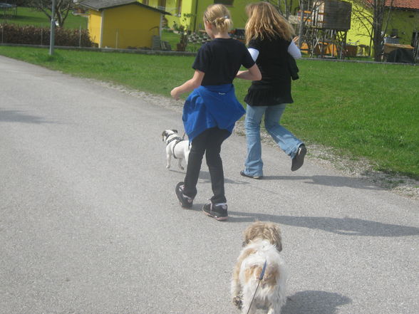 2hunde, 2 lisas , und iii  - 