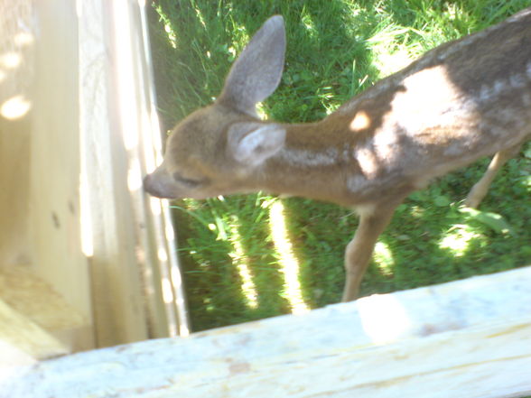 Unser Bambi - 