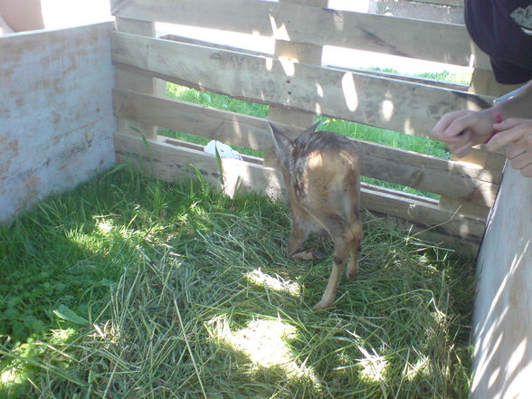 Unser Bambi - 