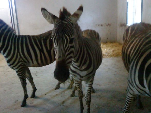 Zoo Schmiding - 