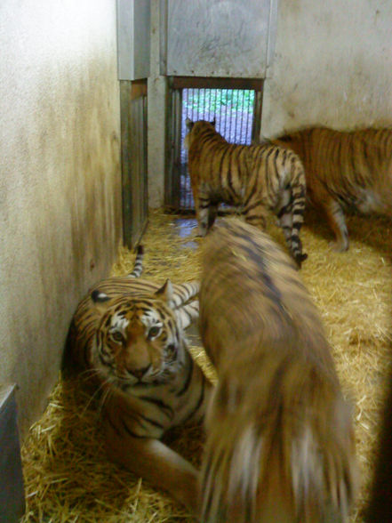 Zoo Schmiding - 