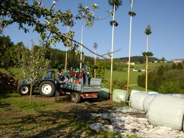 Maibaum stöhn - 