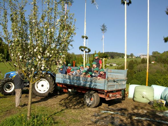 Maibaum stöhn - 