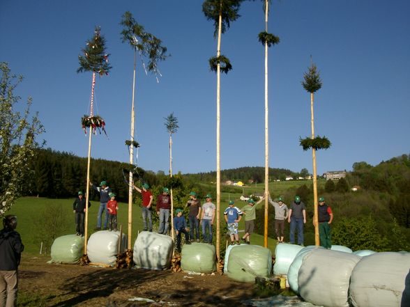 Maibaum stöhn - 