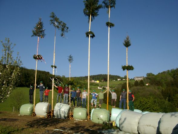 Maibaum stöhn - 