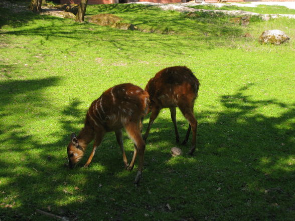 Tierpark Schmieding - 