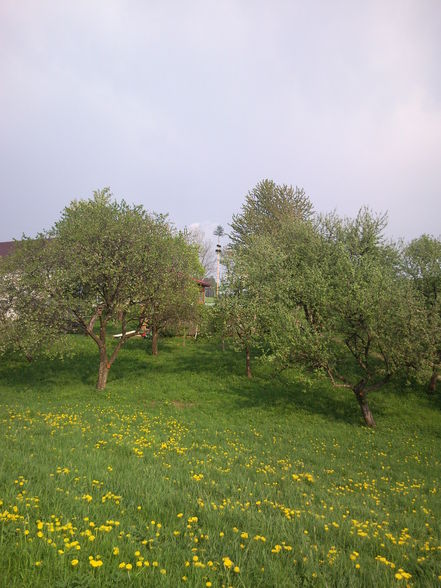 Maibaum stehlen 2009 - 