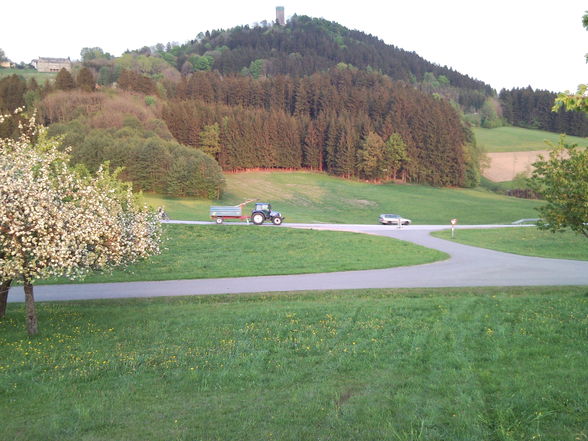 Maibaum stehlen 2009 - 