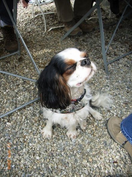 Cavalier-King-Charls Treffen 2008 - 