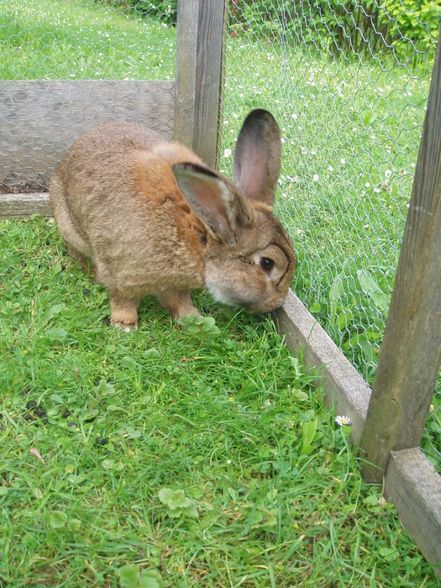 Hasen und Meerschweinchen - 