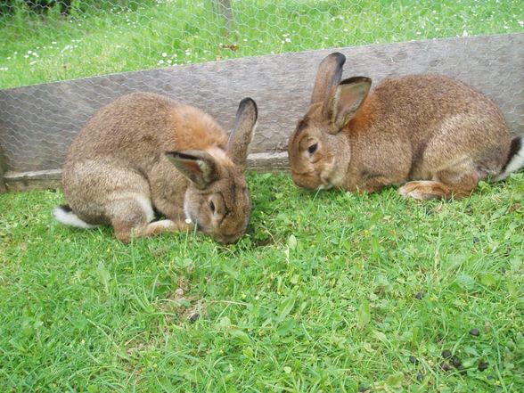 Hasen und Meerschweinchen - 