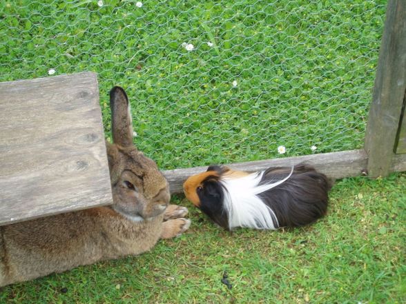 Hasen und Meerschweinchen - 