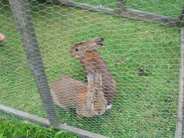 Hasen und Meerschweinchen - 