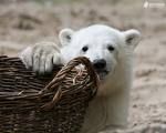 knut, flocke, pandabären - 