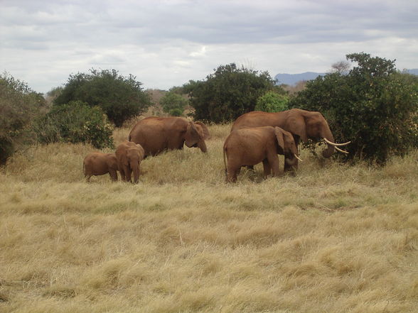 Kenia - 