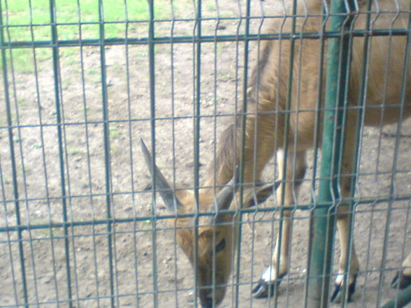 Zoo Oradea(Rumaenien) - 