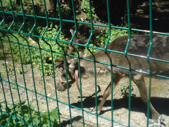 Zoo Timisoara(Rumaenien) - 