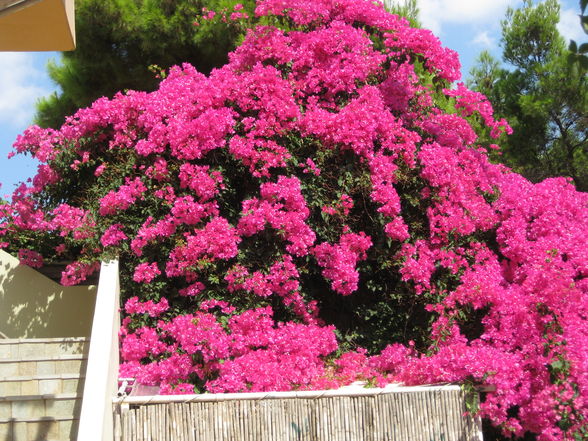 Betriebsurlaub 2009 - Zakynthos - 