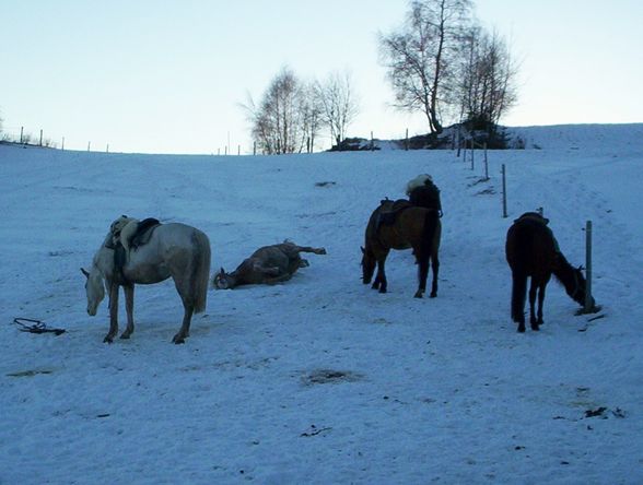 Western-Reiten im Winter 2008 - 