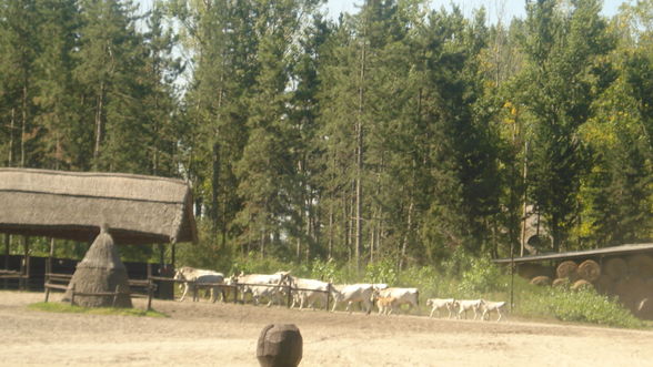 Reiten in Ungarn Puszta Sommer 2008 - 