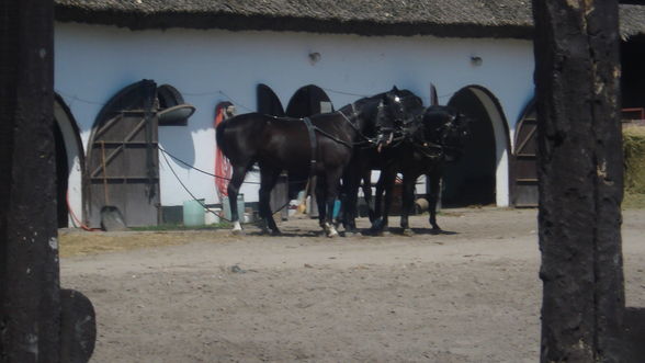 Reiten in Ungarn Puszta Sommer 2008 - 