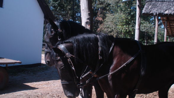 Reiten in Ungarn Puszta Sommer 2008 - 