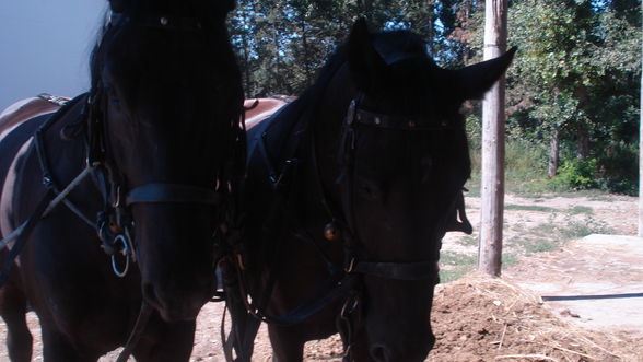 Reiten in Ungarn Puszta Sommer 2008 - 