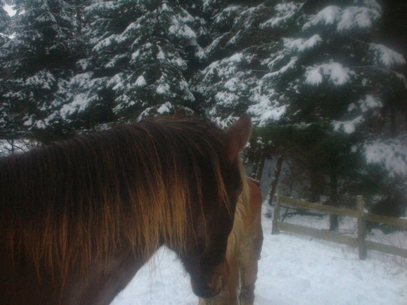 Western-Reiten Jönner 2009 - 