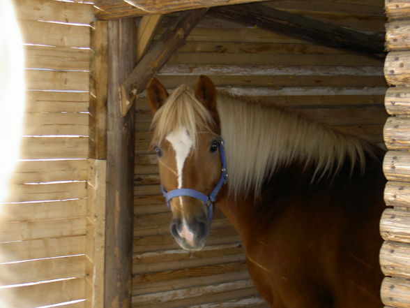 Reiten  - 