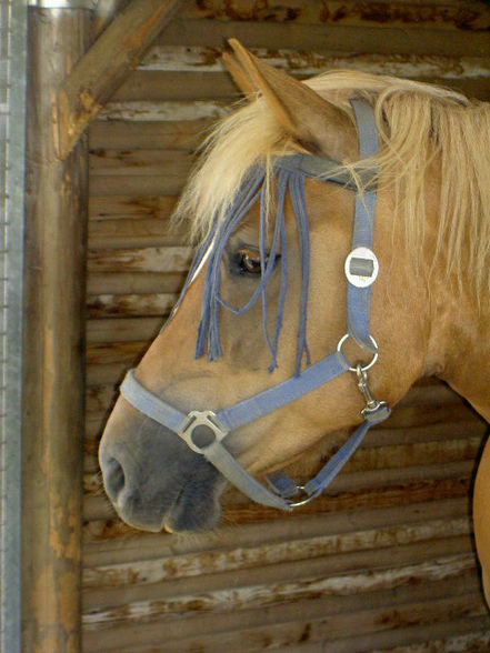 Reiten  - 