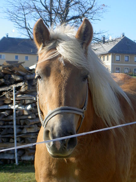 Reiten  - 