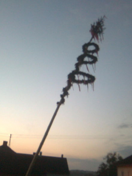 MAIBAUM VON ST.MARIEN - 